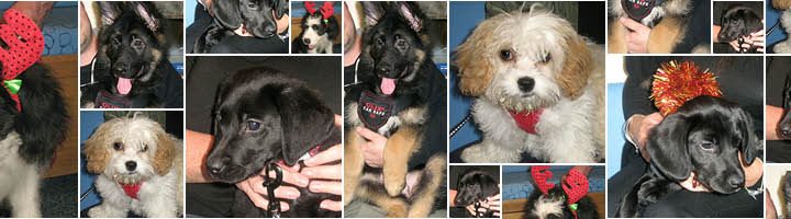 Puppy Party Graduations : December