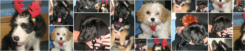 Macqueen Puppy Party Graduates December 2017