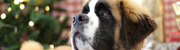 newfoundland dog christmas