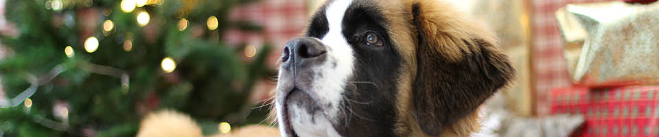 newfoundland dog christmas