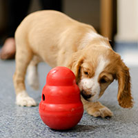 Puppy with toy