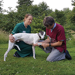 Ian Macqueen giving a whippet an orthopaedic examination