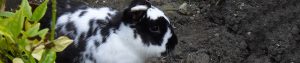Rabbit digging in a soil