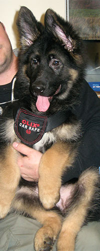 Brax the German Shepherd Dog, Macqueen Puppy Party Graduate from Devizes