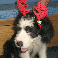 Bugsy the Newfoundland x Old English Sheepdog, Macqueen Puppy Party Graduate