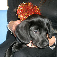 Fern the Springer Spaniel x Labrador, Macqueen Puppy Party Graduate from Devizes