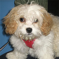 Molly the Cavachon, Macqueen Puppy Party Graduate from Melksham