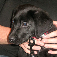 Ziggy the Labrador, Macqueen Puppy Party Graduate from Devizes