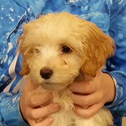 Bailey the Cockerpoo from Hilmarton, Macqueen Puppy Party Graduate