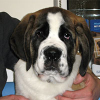 Buzz the St Bernard, Macqueen Puppy Party Graduate from Lyneham