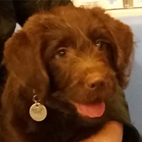 Chester the Labradoodle, Macqueen Puppy Party Graduate from Worton