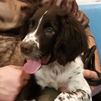 Elk the Springer Spaniel, Macqueen Puppy Party Graduate from Pewsey