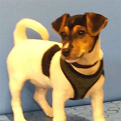 Elton the Jack Russell Terrier from Worton, Macqueen Puppy Party Graduate