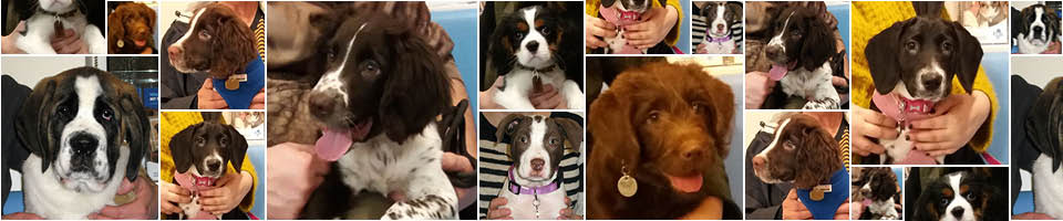 Macqueen Puppy Party Graduates