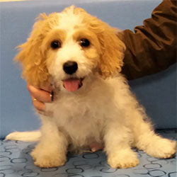 Hector the Cavaschon from Devizes, Macqueen Puppy Party Graduate