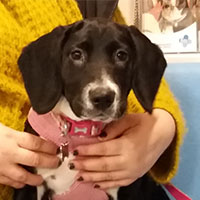 Luna the Springer x Collie Beagle, Macqueen Puppy Party Graduate from Devizes