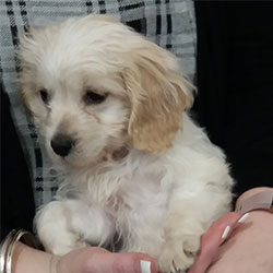 Missy the Cockerpoo from Hilmarton, Macqueen Puppy Party Graduate