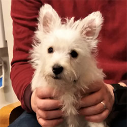 Monty the West Highland Terrier from Devizes, Macqueen Puppy Party Graduate