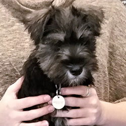 Murphy the Miniature Schnauzer from Devizes, Macqueen Puppy Party Graduate