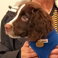 Oscar the Springer Spaniel, Macqueen Puppy Party Graduate from Devizes
