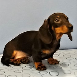 Shelby the Dachshund from Devizes, Macqueen Puppy Party Graduate