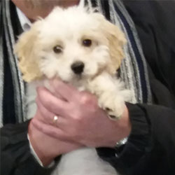 Stanley the Cockerpoo from Calne, Macqueen Puppy Party Graduate