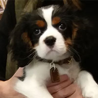 Tigger the Cavalier King Charles Spaniel, Puppy Party Graduate from Potterne