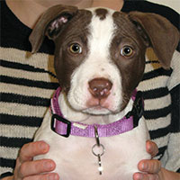 Tzofi the Staffordshire Terrier x Labrador, Macqueen Puppy Party Graduate from Semington