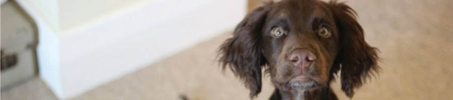 puppy new member of the family