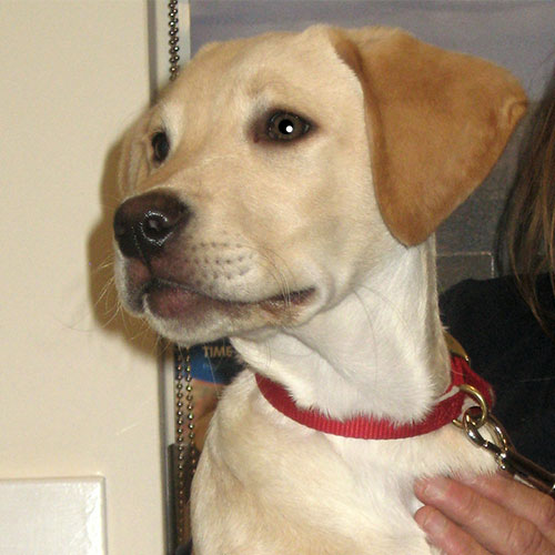 Bailey the Labrador Macqueen Puppy Graduate from Devizes