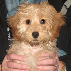 Izzy the Cockerpoo, Macqueen Puppy from Calne