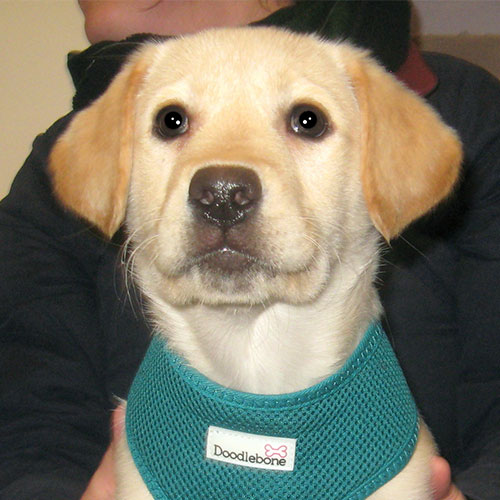 Luna the Labrador, Macqueen Vets Puppy Graduate from Devizes