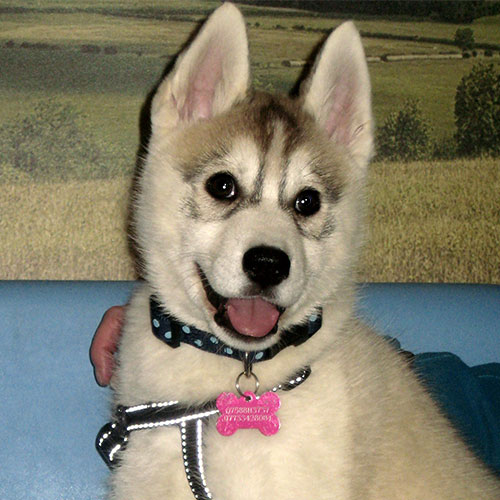 Meah the Husky Macqueen Puppy Graduate from Devizes