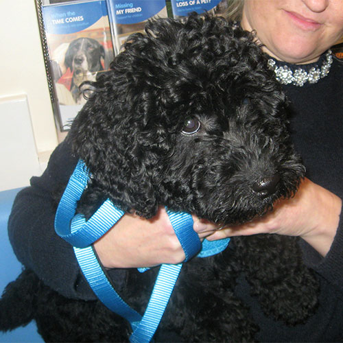 Nellie the Miniature Labradoodle, Macqueen Vets Puppy Graduate from Calne