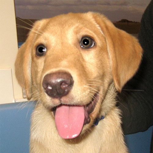 Sparky the Labrador, Macqueen Vets Puppy Graduate from Melksham