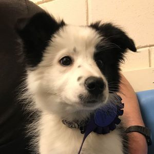 Callie the Border Collie, Macqueen Puppy from