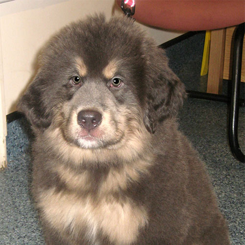 Karma the Tibetan Mastiff, Macqueen Puppy from Devizes