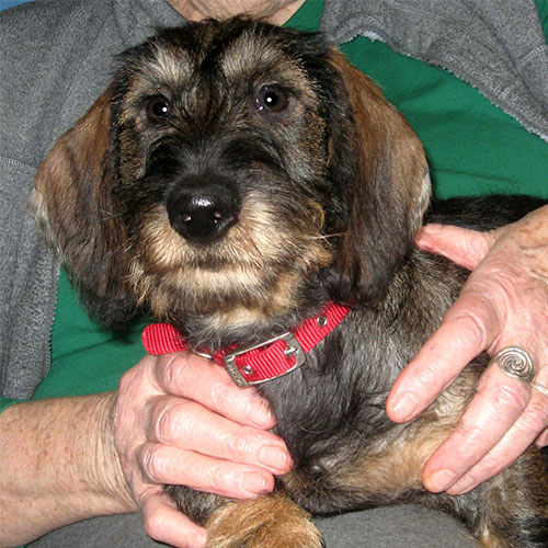 Mozart the Standard Wire-haired Dachshund, Macqueen Puppy from Coate