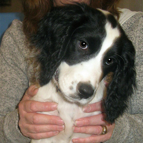 Paddy the Springer Spaniel, Macqueen puppy from Devizes