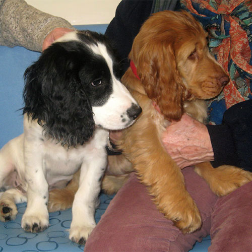 Paddy and Truffle the Spaniels, Macqueen Puppy Party Graduates