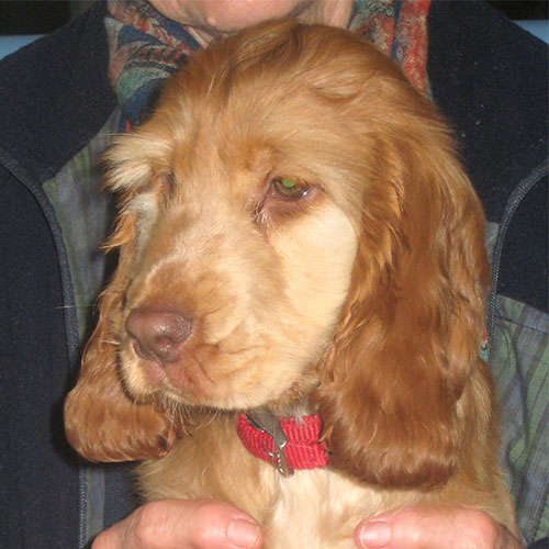 Truffle the Cocker Spaniel, Macqueen puppy from Coate