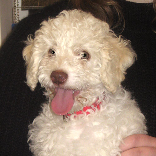 Whiskey the Cockerpoo, Macqueen Vets Puppy from Coate