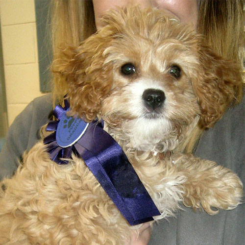 April the Cavapoo, Macqueen Puppy Party Graduate from Devizes