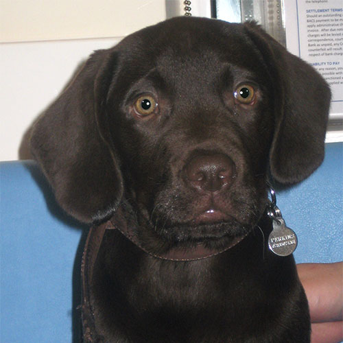 Barney the Labrador, Macqueen Puppy Party Graduate from Devizes