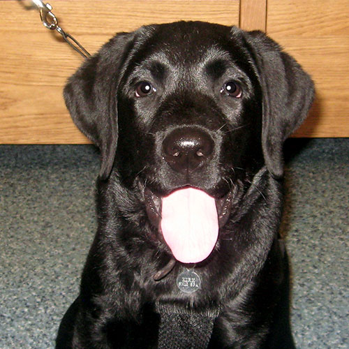 Bingley the Labrador, Macqueen Puppy Party Graduate from Broughton Gifford