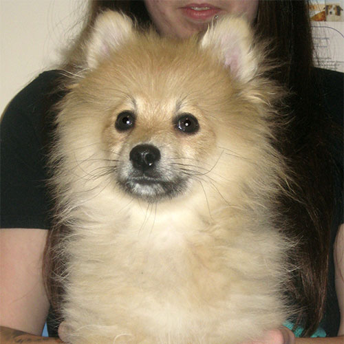 Chester the Pomeranian Cross, Macqueen Puppy Party Graduate from Devizes