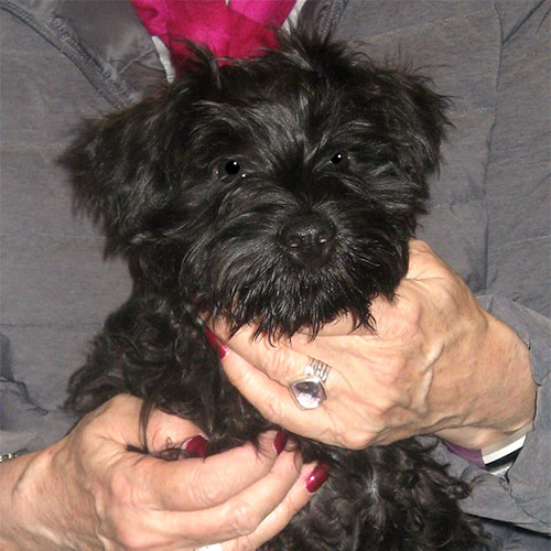 Dixie the Miniature Schnauzer, Macqueen Puppy Party Graduate from Rowde