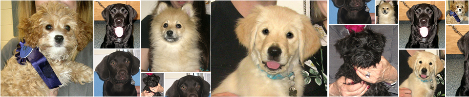 Puppy Party Graduates, April 2018