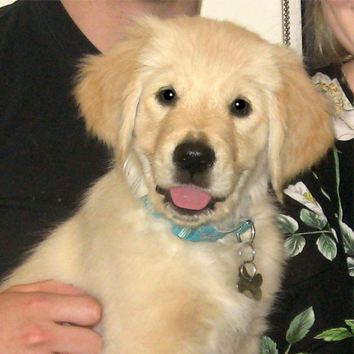 Ralph the Golden Retriever, Macqueen Puppy Party Graduate from Devizes