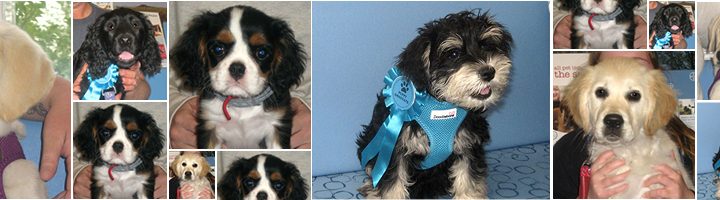 May 2018 Puppy Party Graduates